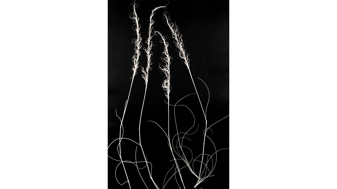 Rosalind Atkins, "  Grass – white," 2019, monotype,  76.5 x 50cm